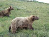 Bears